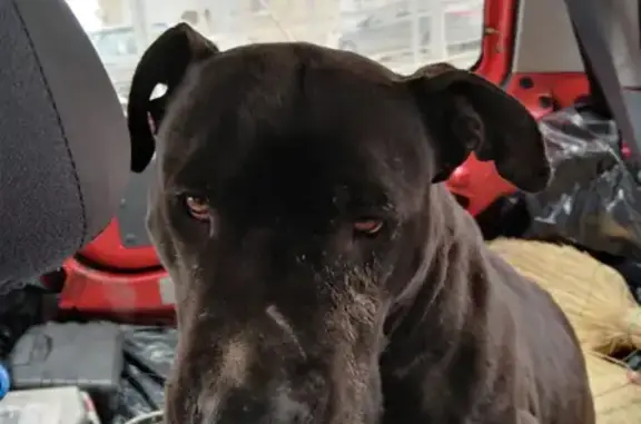 Собака Сафордширский терьер найдена на улице Котова, 12 к1, Батайск