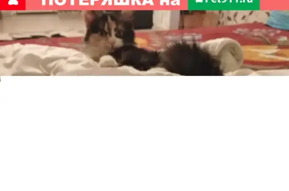Пропала пушистая кошка на Новомытищинском проспекте, 80 к7, Мытищи