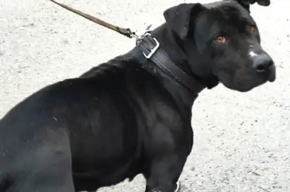 Найдена собака на ул. Фермерской в Батайске