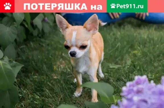 Пропала собака на проспекте Димитрова, 12, Новосибирск