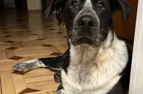 Собака Пёс найдена у Спасских ворот, Москва