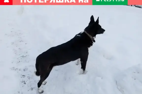 Собака найдена на Малой набережной, адрес Москва, Малая Набережная улица, 3 с1.