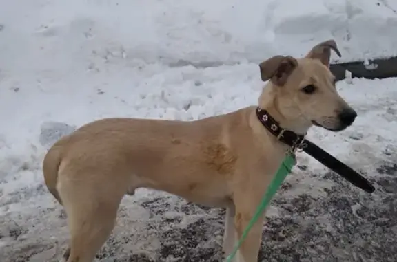 Собака найдена у Спасских ворот, Москва.
