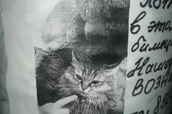 Кошки потеряшки, Казань, фото: Потеряшка кошка на улице Адоратского, 2 в Казани