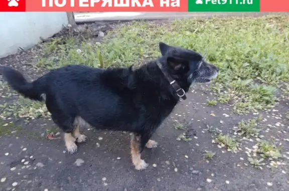 Пропала собака Маруся в Каменск-Шахтинском
