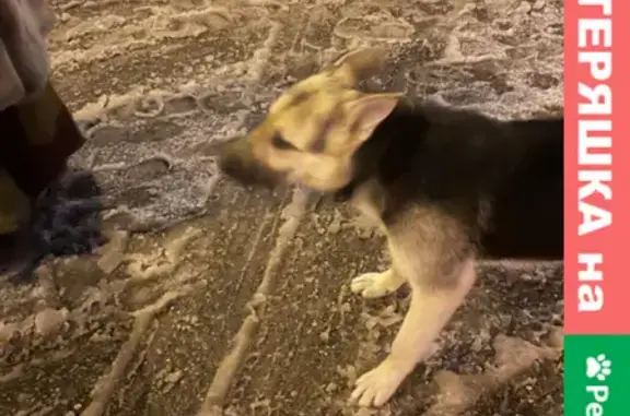 Потерян щенок с ошейником в Мещерском парке, Москва