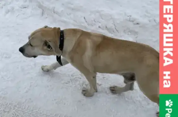 Собака найдена в Валуево, Московский.