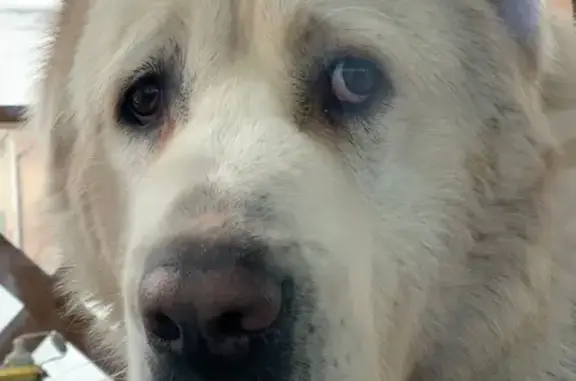 Пропала собака Снежок в Апрелевке, помогите найти!
