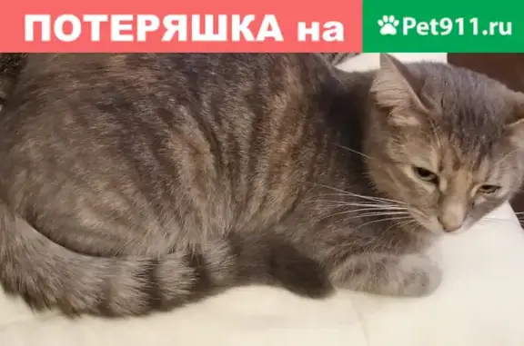 Кошки потеряшки, Москва, фото: Потеряшка кошка на 1-го Мая, 74 (вознаграждение)