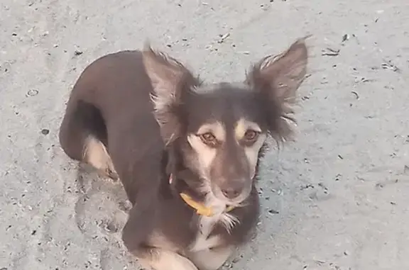 Найдена собака на пляже между Анапкой и лаунж зоной