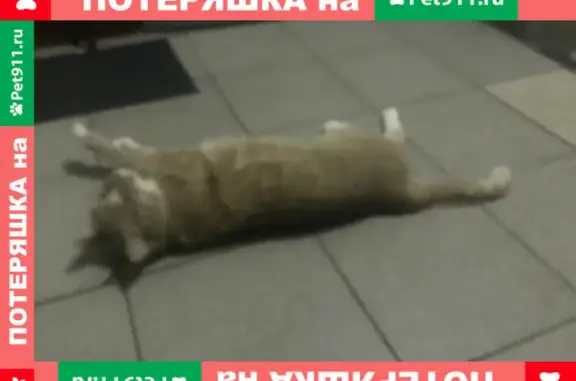 Найден рыжий кот на ул. Фёдора Полетаева, Москва