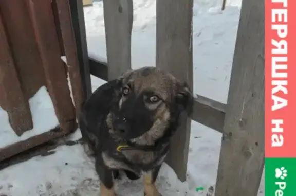 Найден щенок неизвестной породы в Хабаровске