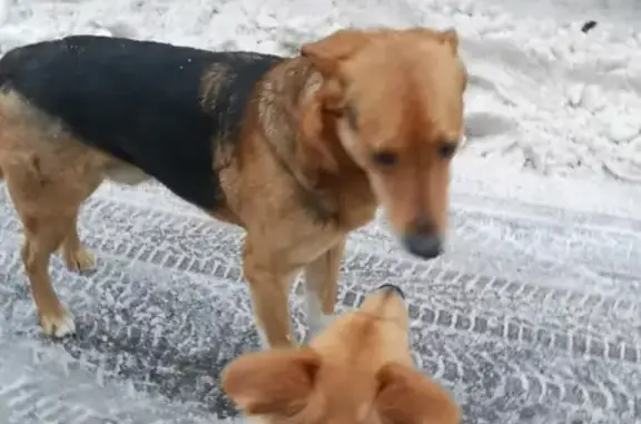 Найден пёс на 2-й Бухвостова, 7 в Москве