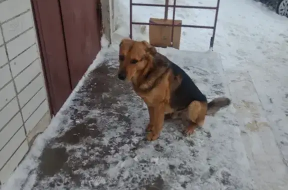 Найден добрый пес в Ярославле