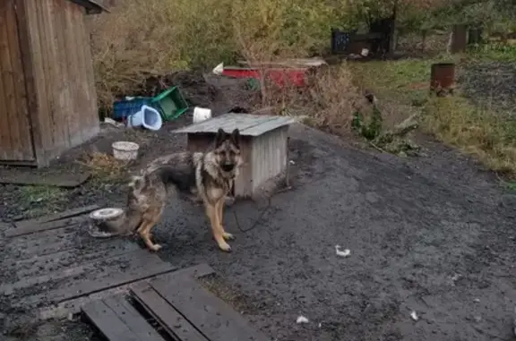 Найдена собака на Могилёвской, 57 в Прокопьевске