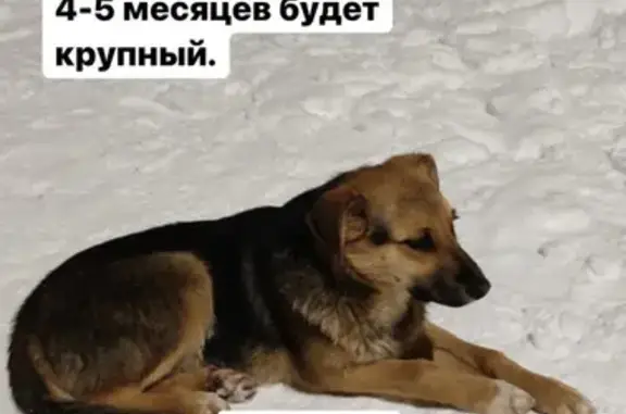 Собака Малыш ищет хозяина на Первомайской, 31!