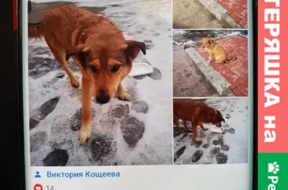 Собака с ошейником на пл. Ленина, Тула