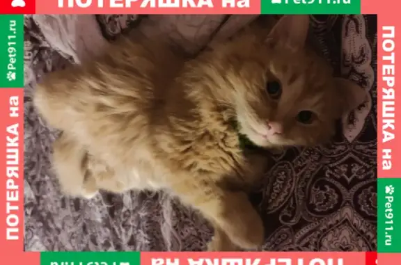 Найден котик в Морозовке, ищет дом в Питере или Москве