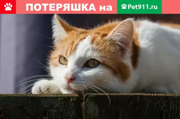 Пропала кошка Муся на улице Толстого, Сергиев Посад (вознаграждение).