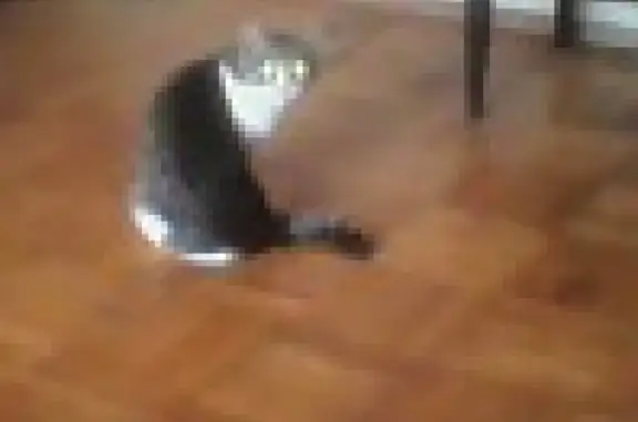 Кошки потеряшки, Ижевск, фото: Потеряшка кошка на ул. Сабурова, 35, Ижевск