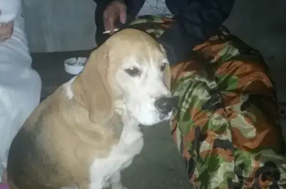 Собака породы бигель найдена на Белорусской, 20 в Сочи