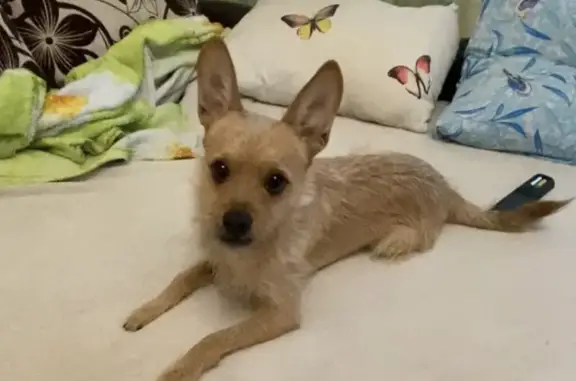 Собаки потеряшки, Нижний Новгород, фото: Потеряшка малыш Stich на ул. Глеба Успенского, Нижний Новгород