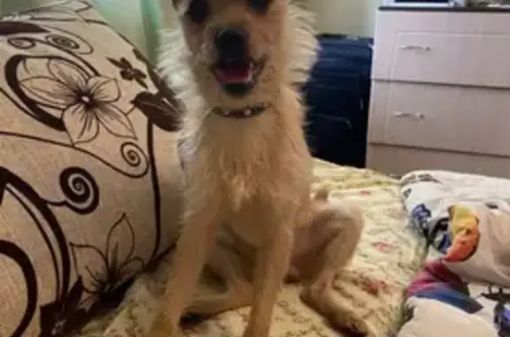 Собаки потеряшки, Нижний Новгород, фото: Потеряшка собака на ул. Академика Сахарова, 119 в Нижнем Новгороде