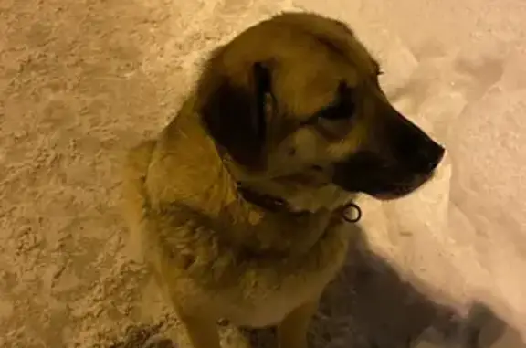 Собака на свободе в Московском районе Казани