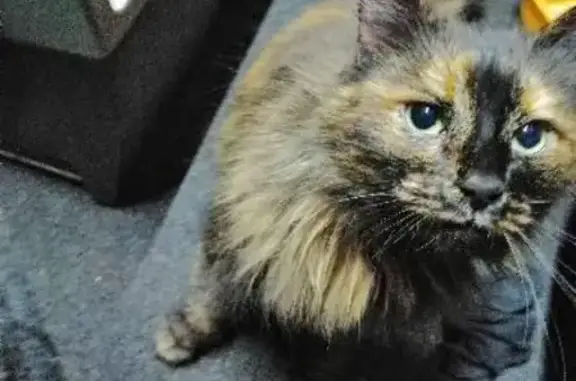 Найдена домашняя трёхцветная кошка на 3-й Никопольской