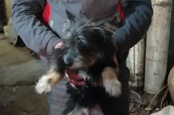 Пропала собака на Даурской, Новосибирск