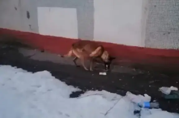 Найдена собака в Люберцах на ул. Побратимов