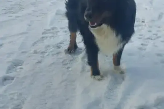 Найдена ласковая собака в Мясново, около общежития РЖД