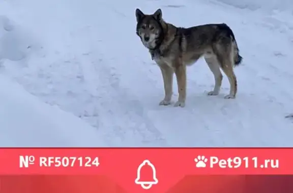 Найдена собака в к/п Долина Грин, Зелёный город, Нижний Новгород