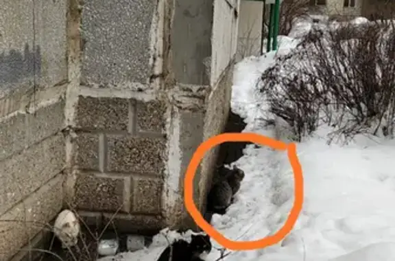 Найдена кошка на Железнодорожной, Красногорск