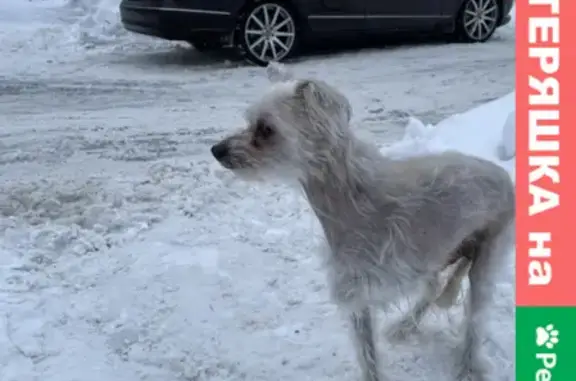 Найдена собака в жк Фаворит, Пенза (Московская улица, 73)