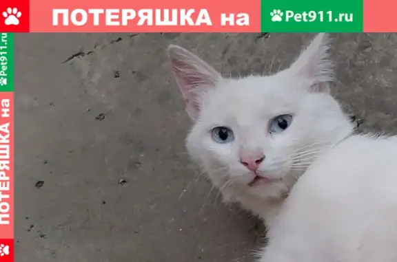 Пропал глухой кот Пушок на ул. Керченской