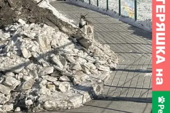 Найдена собака улицы Танковая