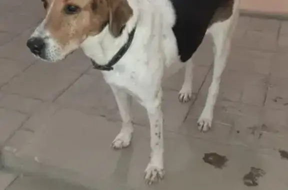 Найдена собака на 1 Дачной в Саратове