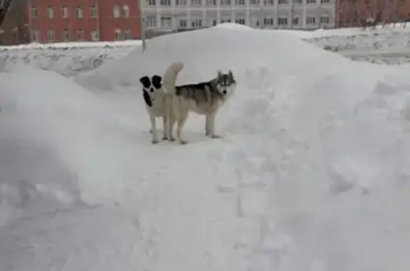 Найдена собака на ул. Набережная, Оренбург
