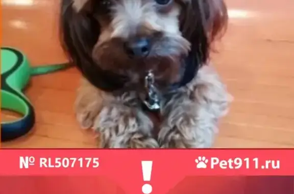 Собаки потеряшки, Санкт-Петербург, фото: Потеряшка собака на пр. Славы, СПб.