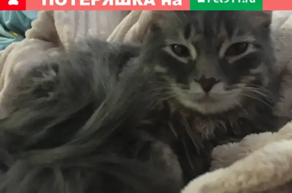 Найден кот на улице Поддубного 25