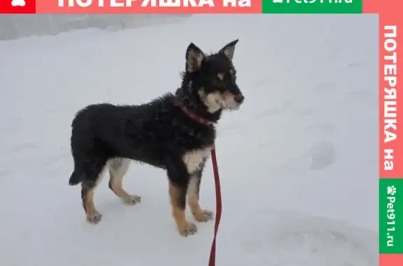 Пропала собака в Юбилейном, Саратов: ул. Муленкова, 13.02.2022.