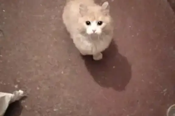 Потеряшка-кошка ищет дом на Пирогова 15