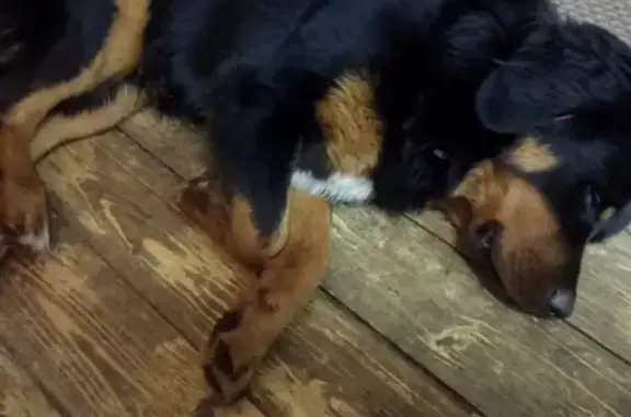 Найдена собака, Москва, фото: Найден кобель на ул. Труда, 1 (Ротвейлер?)