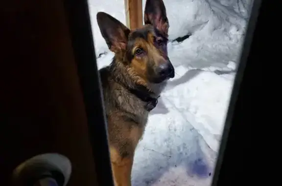 Найдена собака, Санкт-Петербург, фото: Найдена собака на Ленинградской, 43 в Песочном - кабель метис овчарки.