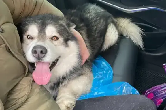 Найдена собака, Санкт-Петербург, фото: Собака найдена на Петергофском шоссе.