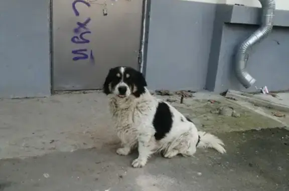 Найдена собака на пр-те Ген. Острякова, Севастополь
