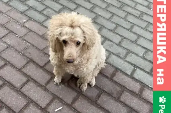 Найдена собака на улице Багратиона в Калининграде