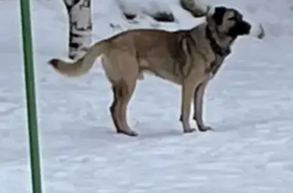 Собака на Афонской, 20: боится и убегает