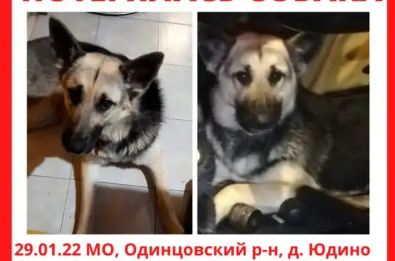 Пропала собака Леди в Юдино, Московская обл.